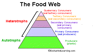 tertiary consumer examples