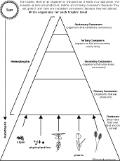 Search result: 'Food Chain Trophic Levels - Worksheet'