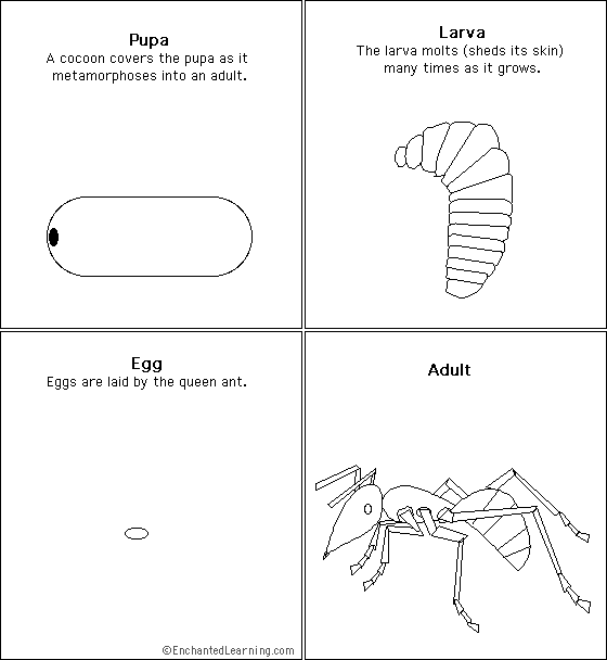 Search result: 'Ant Life Cycle Sequencing Cards'