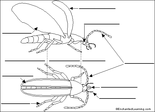 Search result: 'Label Beetle Anatomy Printout'