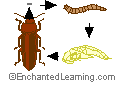 mealworm life cycle