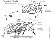 Search result: 'Answers: Cicada Label Me! Printout'