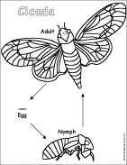 cicada