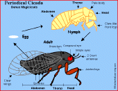 cicada diagram