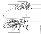Label cicada