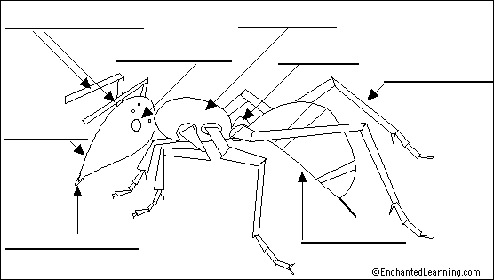 ant anatomy diagram to label