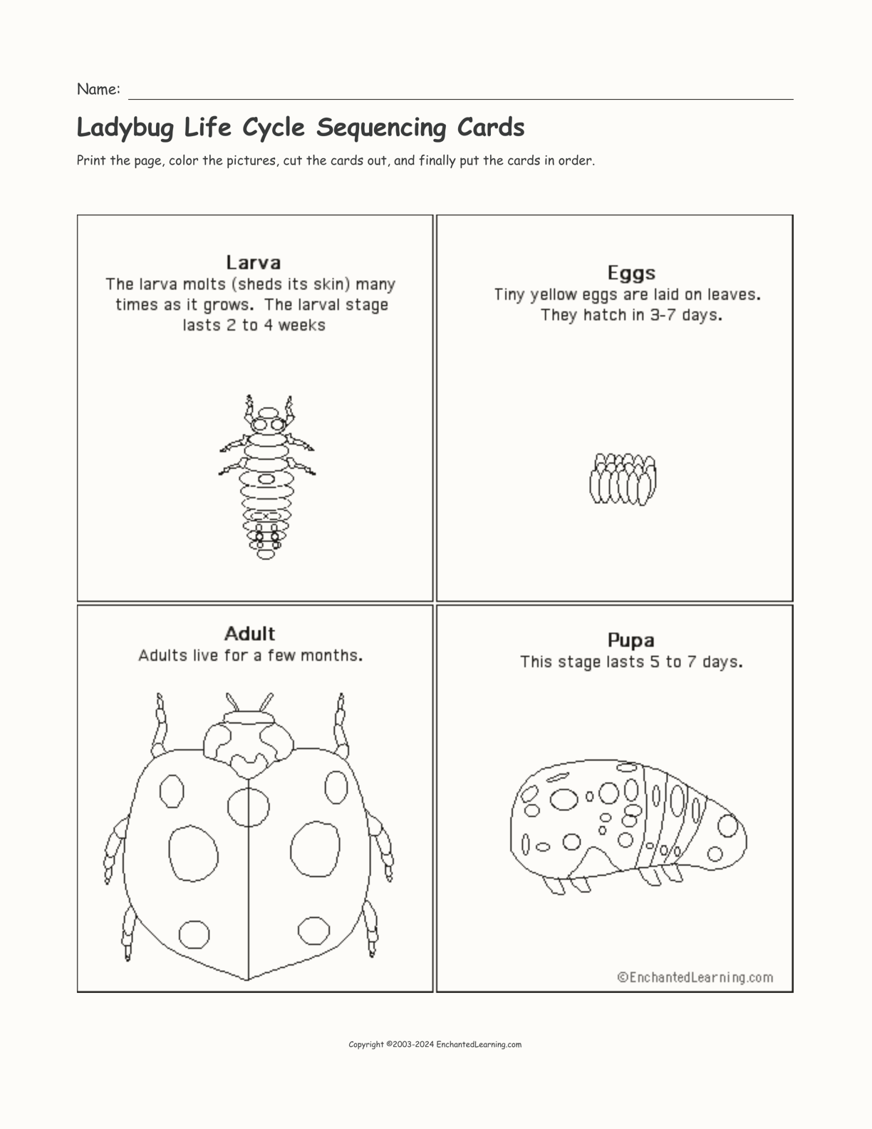 life cycle of a ladybug craft
