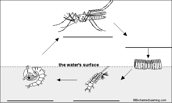 life cycle of a mosquito worksheet