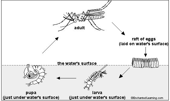 mosquito life cycle