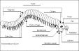 millipede