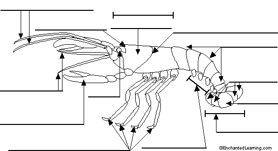 Label Crayfish External Diagram Printout ... eye diagram to label enchanted learning 