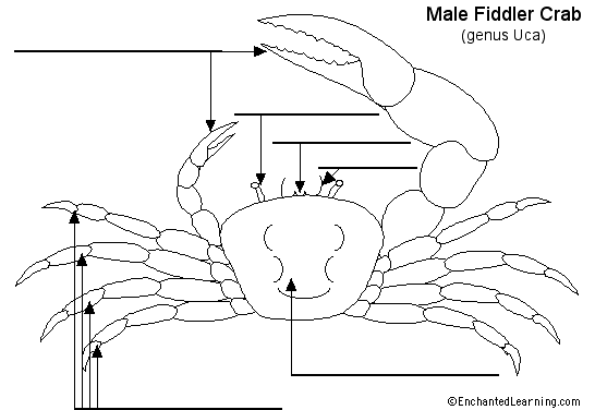 crustacean diagram