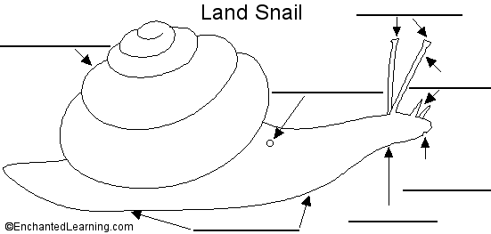 land snail anatomy diagram to label