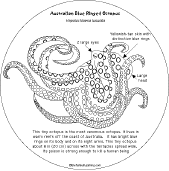 Search result: 'Octopus Shape Book: Blue Ring Octopus'