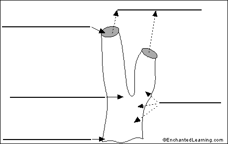 Label Sponge External Anatomy - EnchantedLearning.com