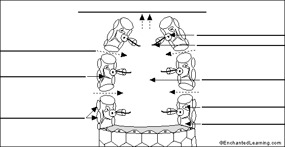 Label Sponge Cross Section Enchantedlearning Com label sponge cross section