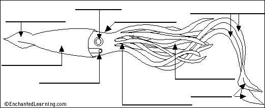 Search result: 'Label Squid Diagram'