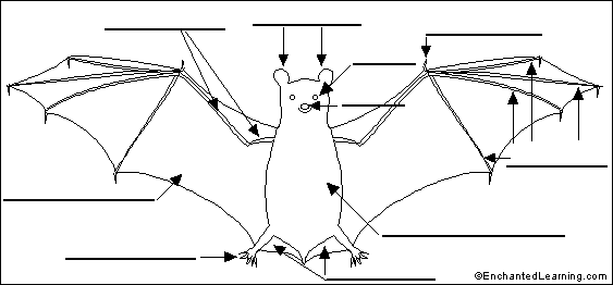 bat muscle anatomy