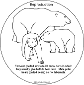 Search result: 'Polar Bear Book to Print: Reproduction'