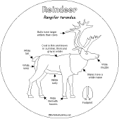 Reindeer antomy