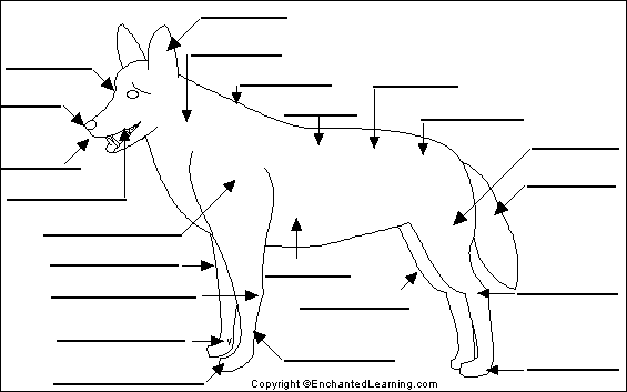 Search result: 'Label Dog Anatomy Printout'