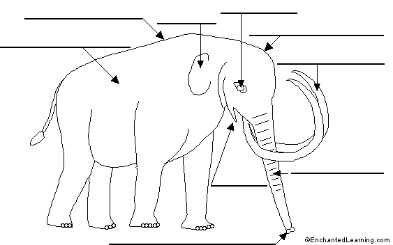 Label the Woolly Mammoth