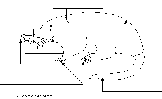 Mole external anatomy to label