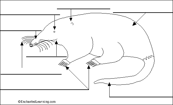 Search result: 'Label Mole Printout'