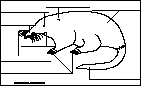 Mole external anatomy