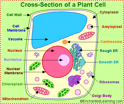 Plant Cell Anatomy Enchanted Learning