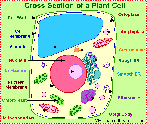 Plant cell anatomy