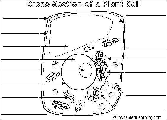Label the Plant Cell