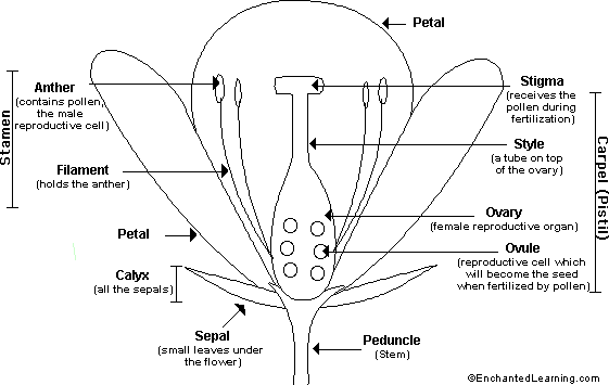 ovary plant diagram