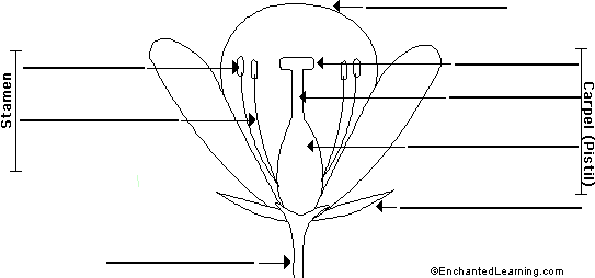 label flower anatomy