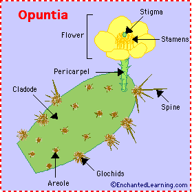 Cactus Plant Diagram