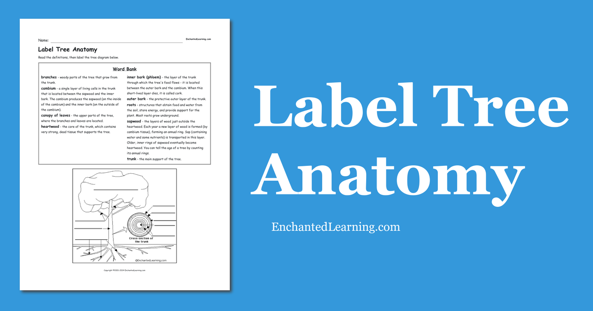 label tree anatomy