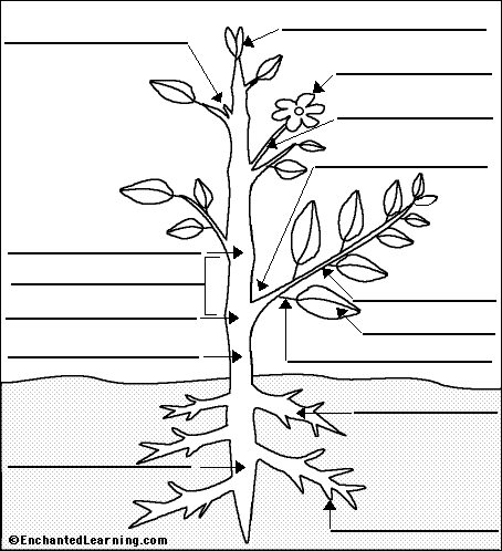 energy worksheet diagram level answers EnchantedLearning.com Label   Glossary Anatomy Flowering Plant