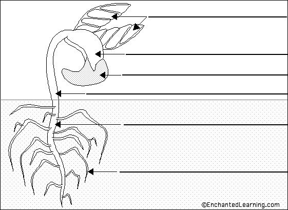 bean seedling diagram