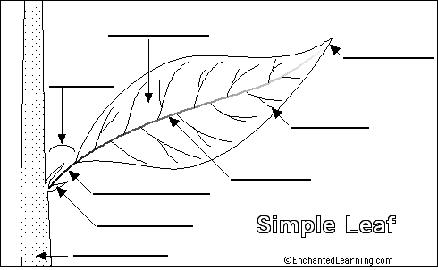 Label Simple Leaf External Anatomy Printout Enchantedlearning Com