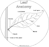 Leaf