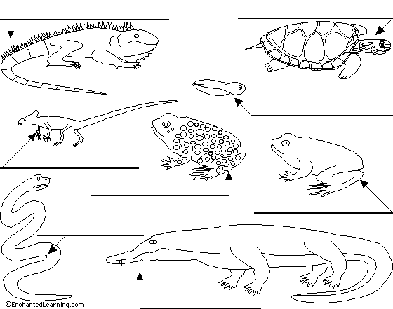 reptiles and amphibians preschool worksheet