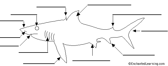 shark skeleton labeled