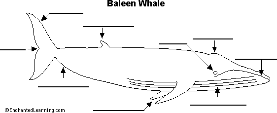 beluga whale diagram