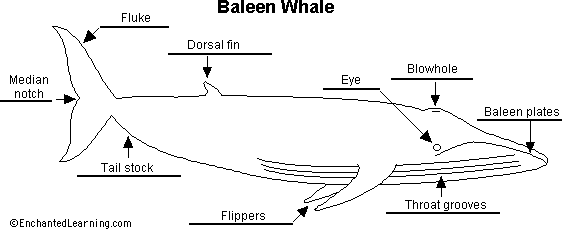 Body Parts Of Whale