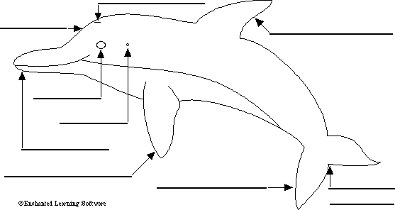 dolphin anatomy diagram to label