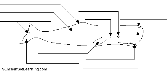 Search result: 'Label Sperm Whale Anatomy Printout'