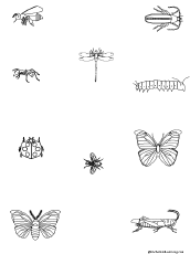 Search result: 'Circle the Symmetrical Insect Pictures: Printable Worksheet'
