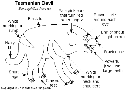 Tasmanian Devil Printout Enchantedlearning Com This diagram shows the components of ears and structures of inner ear nerves. tasmanian devil printout