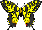 Tiger Swallowtail butterfly