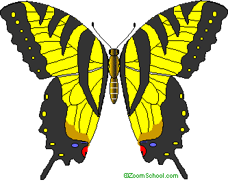 Tiger Swallowtail B Fly Enchantedlearning Com